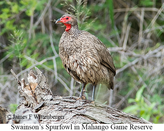 Swainson's Spurfowl - &copy; James F Wittenberger and Exotic Birding LLC