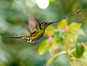 Sword-billed Hummingbird - &copy; James F Wittenberger and Exotic Birding LLC