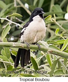 Tropical Boubou - &copy; James F Wittenberger and Exotic Birding LLC