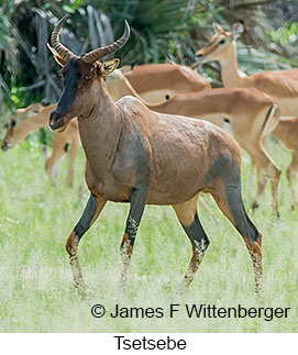 Tsetsebe - &copy; James F Wittenberger and Exotic Birding LLC