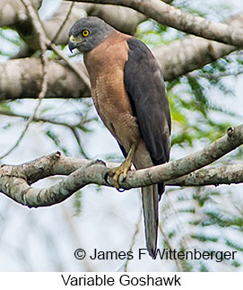 Variable Goshawk - &copy; James F Wittenberger and Exotic Birding LLC