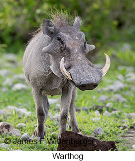 Warthog - © James F Wittenberger and Exotic Birding LLC Warthog - © James F Wittenberger and Exotic Birding LLC