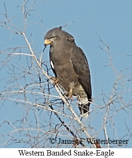 Western Banded Snake-Eagle - &copy; James F Wittenberger and Exotic Birding LLC