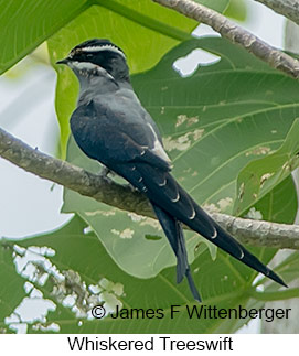 Whiskered Treeswift - &copy; James F Wittenberger and Exotic Birding LLC