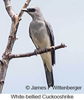 White-bellied Cuckooshrike - &copy; James F Wittenberger and Exotic Birding LLC