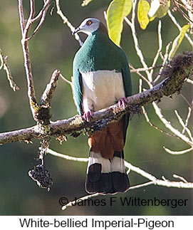 White-bellied Imperial-Pigeon - &copy; James F Wittenberger and Exotic Birding LLC