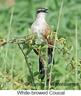 White-browed Coucal - &copy; James F Wittenberger and Exotic Birding LLC