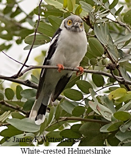 White-crested Helmetshrike - &copy; James F Wittenberger and Exotic Birding LLC