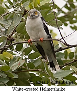 White-crested Helmetshrike - &copy; James F Wittenberger and Exotic Birding LLC