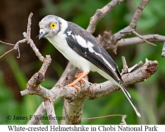 White-crested Helmetshrike - &copy; James F Wittenberger and Exotic Birding LLC