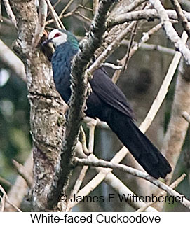 White-faced Cuckoo-Dove - &copy; James F Wittenberger and Exotic Birding LLC