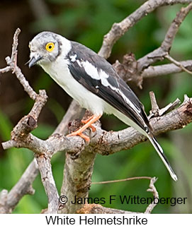 White Helmetshrike - &copy; James F Wittenberger and Exotic Birding LLC