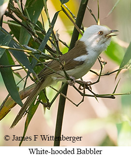 White-hooded Babbler - © James F Wittenberger and Exotic Birding LLC