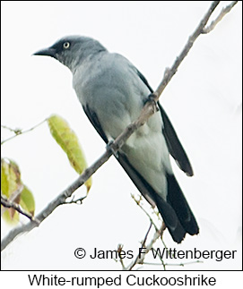 White-rumped Cuckooshrike - &copy; James F Wittenberger and Exotic Birding LLC