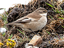 White-winged Cinclodes - &copy; James F Wittenberger and Exotic Birding LLC