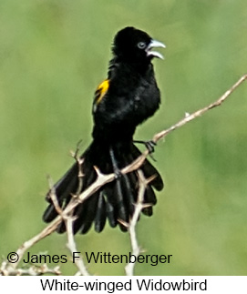 White-winged Widowbird - &copy; James F Wittenberger and Exotic Birding LLC