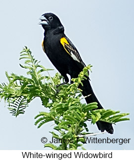 White-winged Widowbird - &copy; James F Wittenberger and Exotic Birding LLC