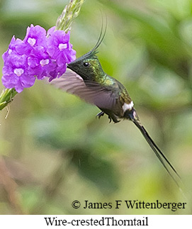 Wire-crested Thorntail - &copy; James F Wittenberger and Exotic Birding LLC