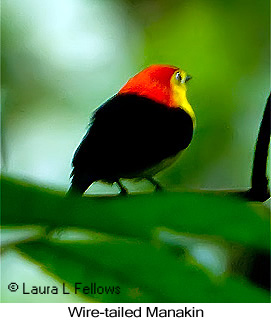 Wire-tailed Manakin - &copy; Laura L Fellows and Exotic Birding LLC