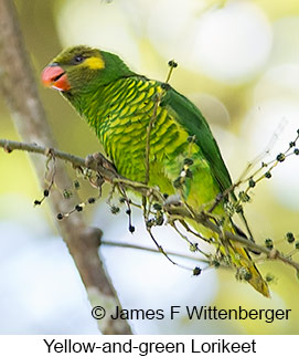 Yellow-and-green Lorikeet - &copy; James F Wittenberger and Exotic Birding LLC