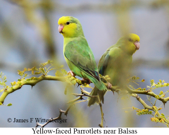 Yellow-faced Parrotlet - &copy; James F Wittenberger and Exotic Birding LLC