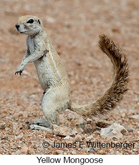 Yellow Mongoose - &copy; James F Wittenberger and Exotic Birding LLC